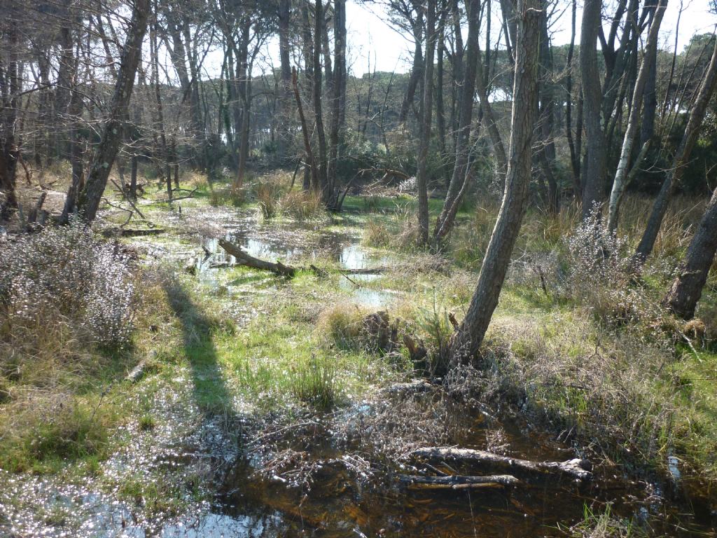 VOLONTANFIBI 2014: Parco Regionale MSRM